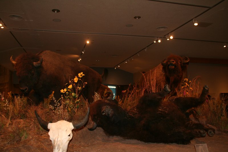 Trip (175).JPG - Buffalo Bill Center of the West diorama